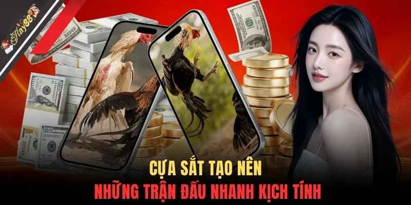 Cựa sắt tạo nên những trận đấu nhanh kịch tính