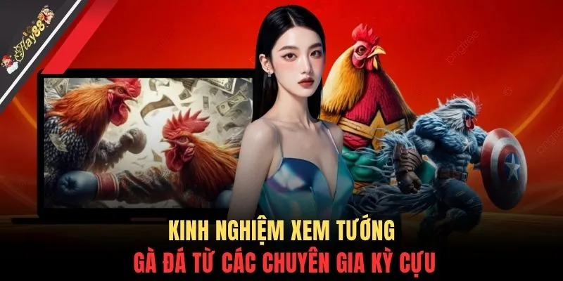 Kinh nghiệm xem tướng gà đá từ các chuyên gia kỳ cựu