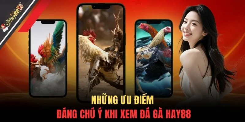 Những ưu điểm đáng chú ý khi xem đá gà HAY88