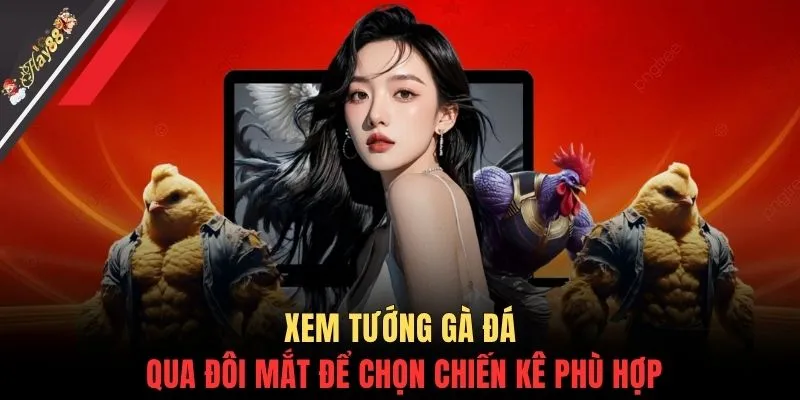 Xem tướng gà đá qua đôi mắt để chọn chiến kê phù hợp