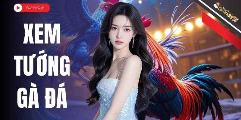 Bật Mí Cách Xem Tướng Gà Đá Chọn Đúng Chiến Kê Dũng Mãnh